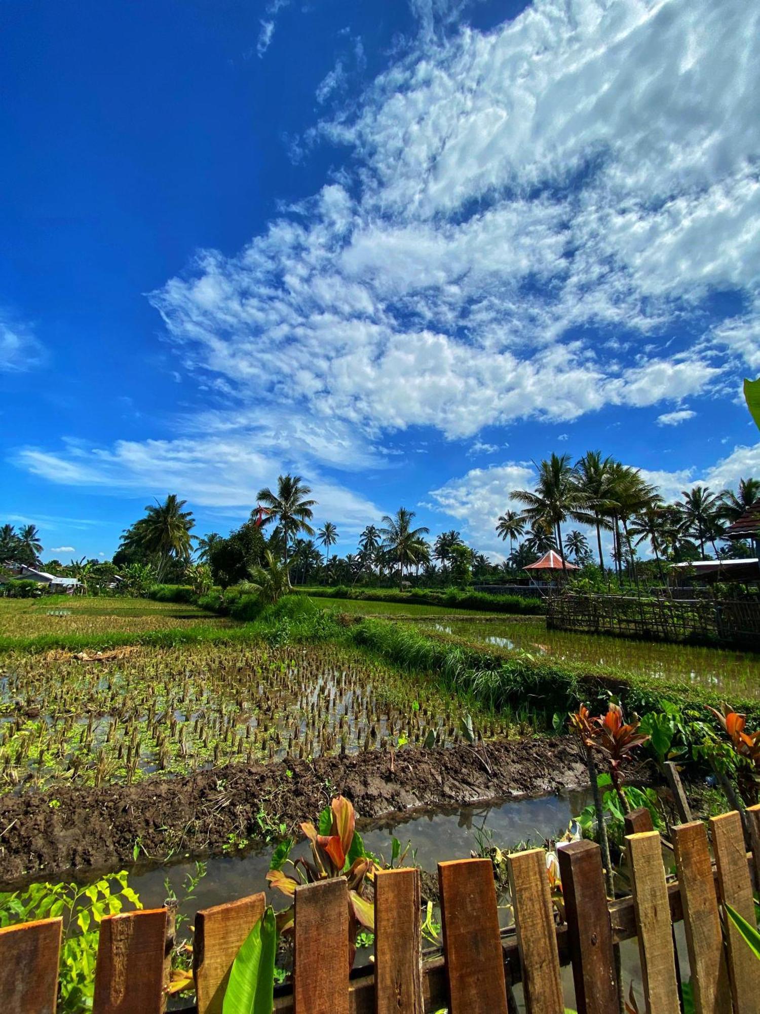 Alfarizi Homestay Tetebatu Bilik gambar