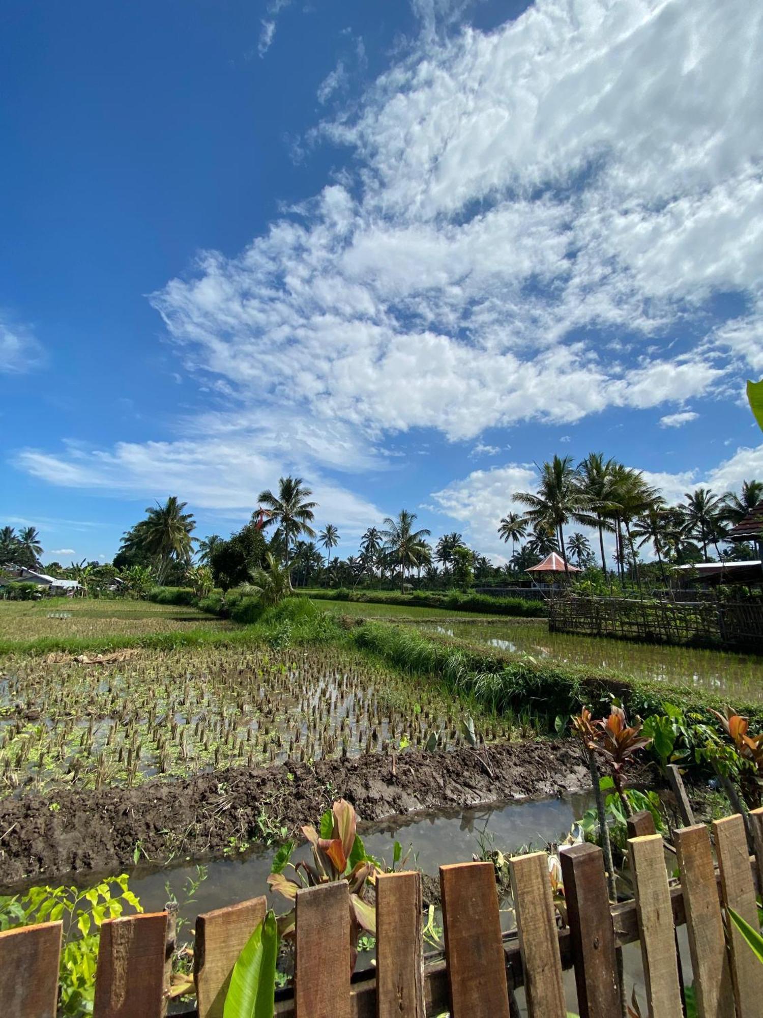Alfarizi Homestay Tetebatu Luaran gambar