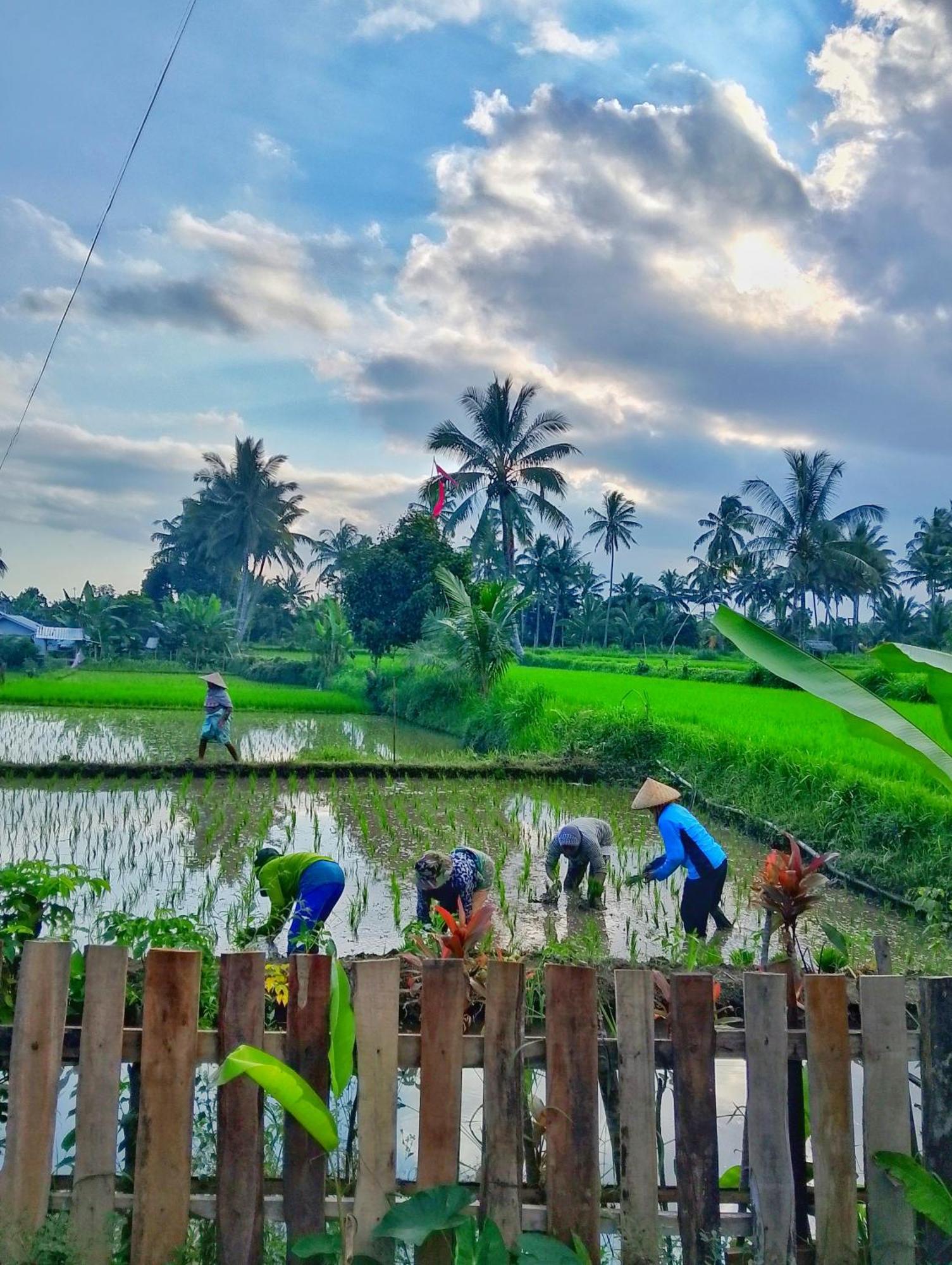 Alfarizi Homestay Tetebatu Luaran gambar